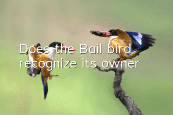 Does the Bail bird recognize its owner?