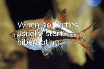 When do turtles usually start hibernating?