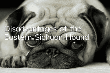 Disadvantages of the Eastern Sichuan Hound