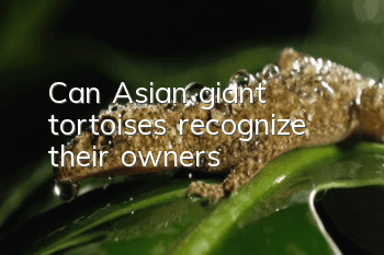 Can Asian giant tortoises recognize their owners?