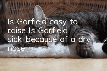 Is Garfield easy to raise? Is Garfield sick because of a dry nose?