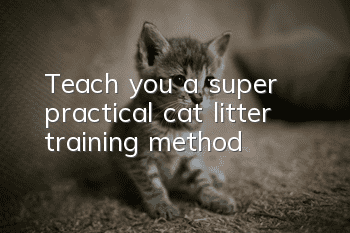 Teach you a super practical cat litter training method!