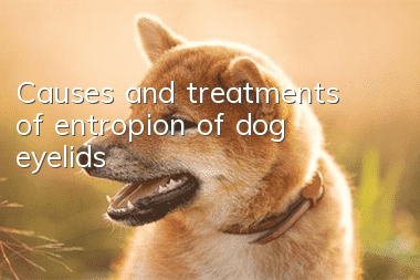 Causes and treatments of entropion of dog eyelids