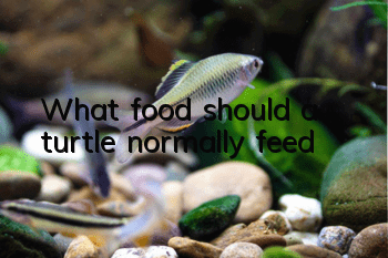 What food should a turtle normally feed?