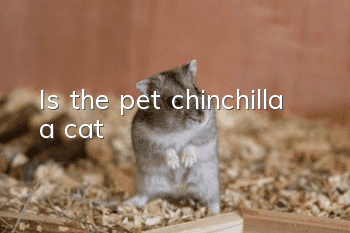 Is the pet chinchilla a cat?