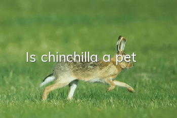 Is chinchilla a pet?