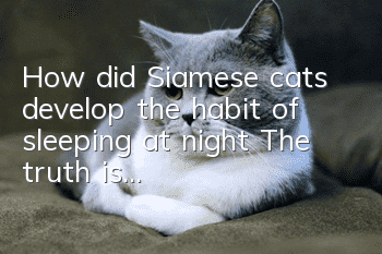 How did Siamese cats develop the habit of sleeping at night? The truth is...