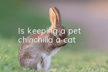 Is keeping a pet chinchilla a cat?