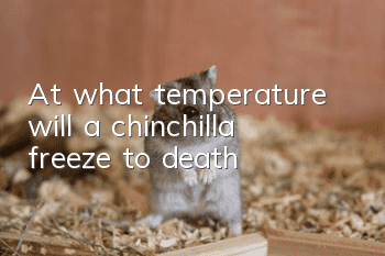 At what temperature will a chinchilla freeze to death?