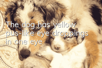 The dog has yellow pus-like eye droppings in one eye