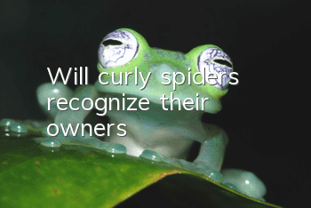 Will curly spiders recognize their owners?