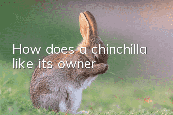 How does a chinchilla like its owner?