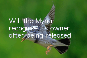 Will the Myna recognize its owner after being released?