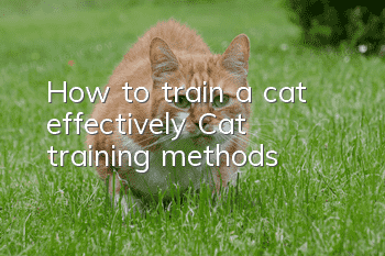 How to train a cat effectively? Cat training methods!