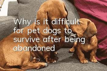 Why is it difficult for pet dogs to survive after being abandoned?