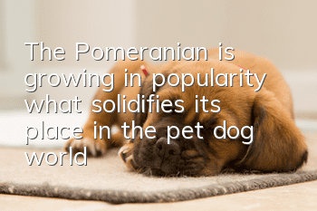 The Pomeranian is growing in popularity, what solidifies its place in the pet dog world!