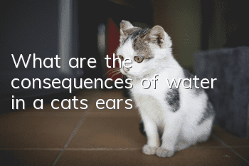 What are the consequences of water in a cat’s ears?