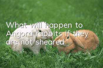 What will happen to Angora rabbits if they are not sheared?