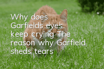 Why does Garfield's eyes keep crying? The reason why Garfield sheds tears!