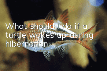 What should I do if a turtle wakes up during hibernation?