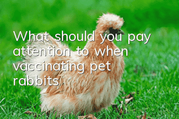 What should you pay attention to when vaccinating pet rabbits?