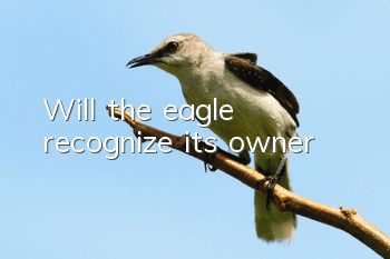 Will the eagle recognize its owner?