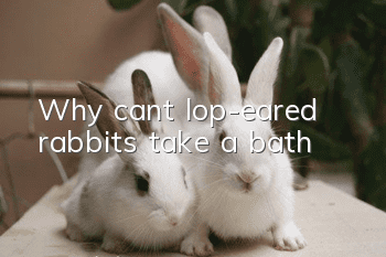 Why can’t lop-eared rabbits take a bath?