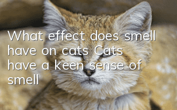 What effect does smell have on cats? Cats have a keen sense of smell!