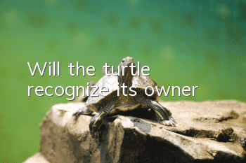 Will the turtle recognize its owner?