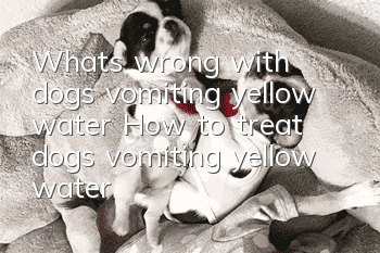 What’s wrong with dogs vomiting yellow water? How to treat dogs vomiting yellow water?