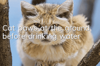 Cat paws at the ground before drinking water