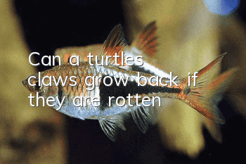 Can a turtle's claws grow back if they are rotten?