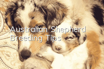 Australian Shepherd Breeding Tips​