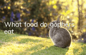 What food do gophers eat?