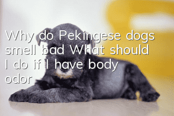 Why do Pekingese dogs smell bad? What should I do if I have body odor?