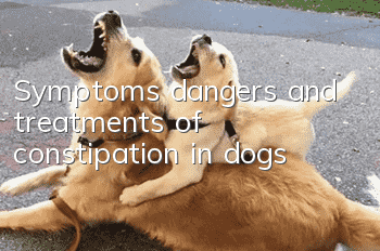 Symptoms, dangers and treatments of constipation in dogs