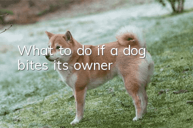 What to do if a dog bites its owner