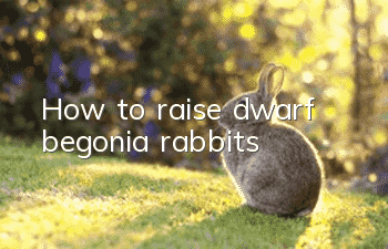 How to raise dwarf begonia rabbits