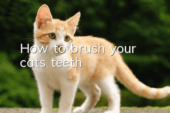 How to brush your cat’s teeth?