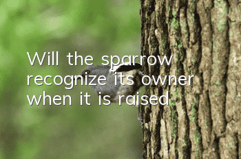 Will the sparrow recognize its owner when it is raised?