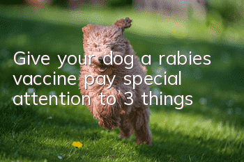 Give your dog a rabies vaccine, pay special attention to 3 things!