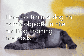 How to train a dog to catch objects in the air? Dog training methods!