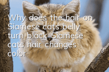 Why does the hair on Siamese cat’s belly turn black? Siamese cat’s hair changes color!