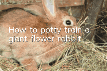 How to potty train a giant flower rabbit