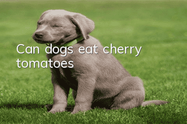 Can dogs eat cherry tomatoes?