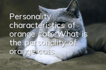 Personality characteristics of orange cats (What is the personality of orange cats)