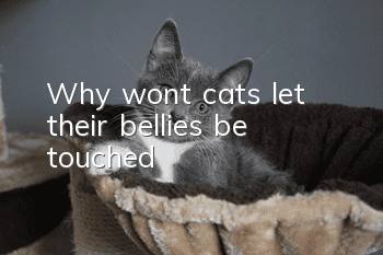 Why won’t cats let their bellies be touched?