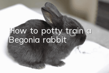 How to potty train a Begonia rabbit