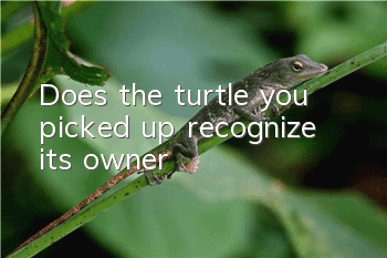 Does the turtle you picked up recognize its owner?