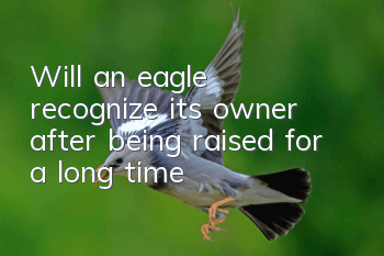 Will an eagle recognize its owner after being raised for a long time?